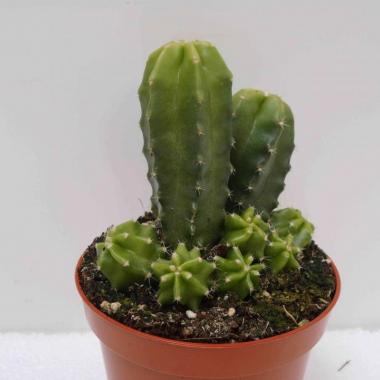 Echinocereus viereckii morricalii